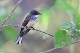 Northern Fantail